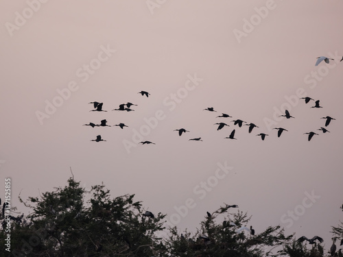 birds in the sky
