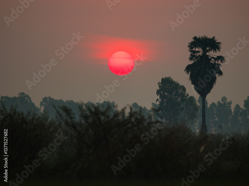 sunset in the forest