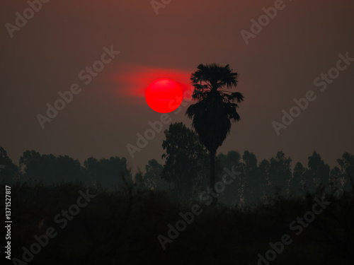 sunset with palm tree