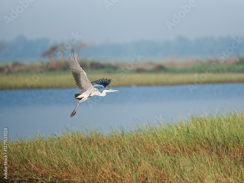 seagull flying over the lake