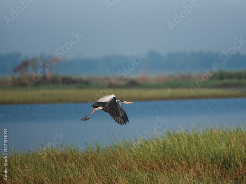 white stork in flight
