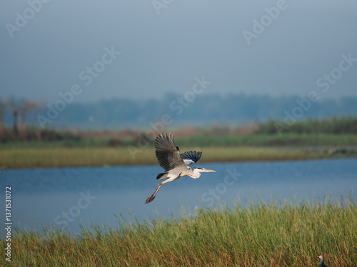 great blue heron