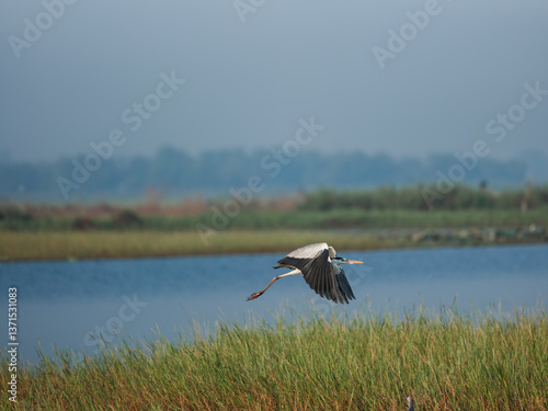 white stork in the grass