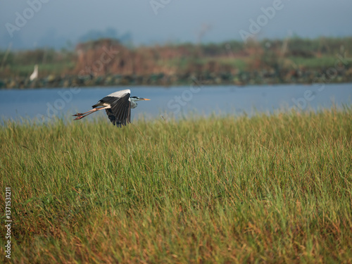 black winged stilt in a pond