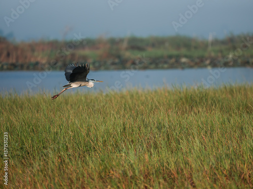 black winged stilt in the swamp