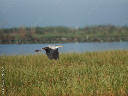 great blue heron in flight