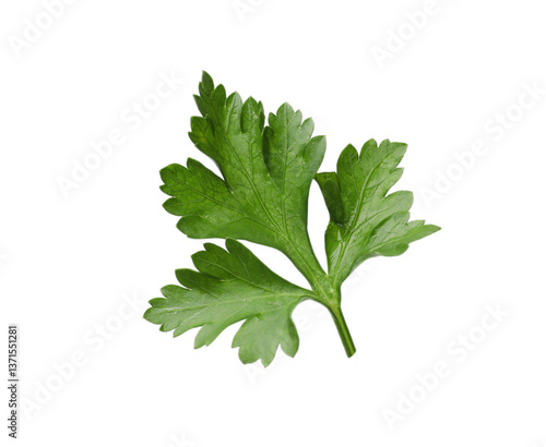 Fresh parsley sprig in air isolated on white