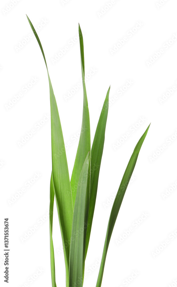Blades of green grass isolated on white Blades of green grass isolated on white
