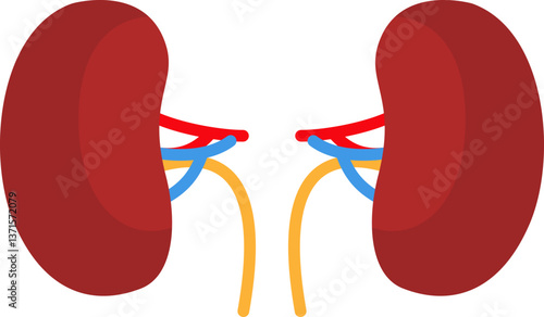 Kidney Organ