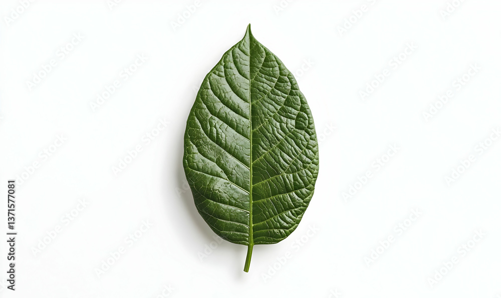 Obraz premium Green Leaf on White Background for Nature and Eco Themes