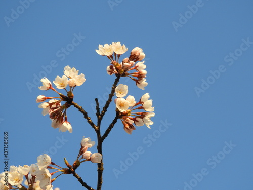 青空と桜