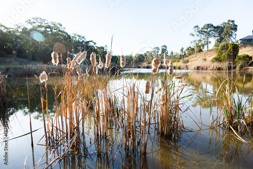 Dam with bulrushes growing at the waters edge