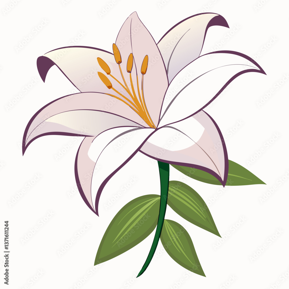 Fototapeta premium Lily flower isolated vector