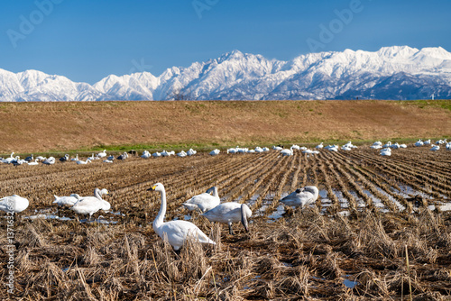 立山連峰とハクチョウ