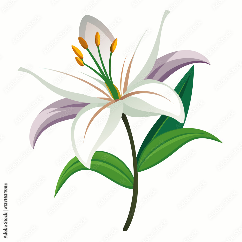Obraz premium lily flower isolated vector