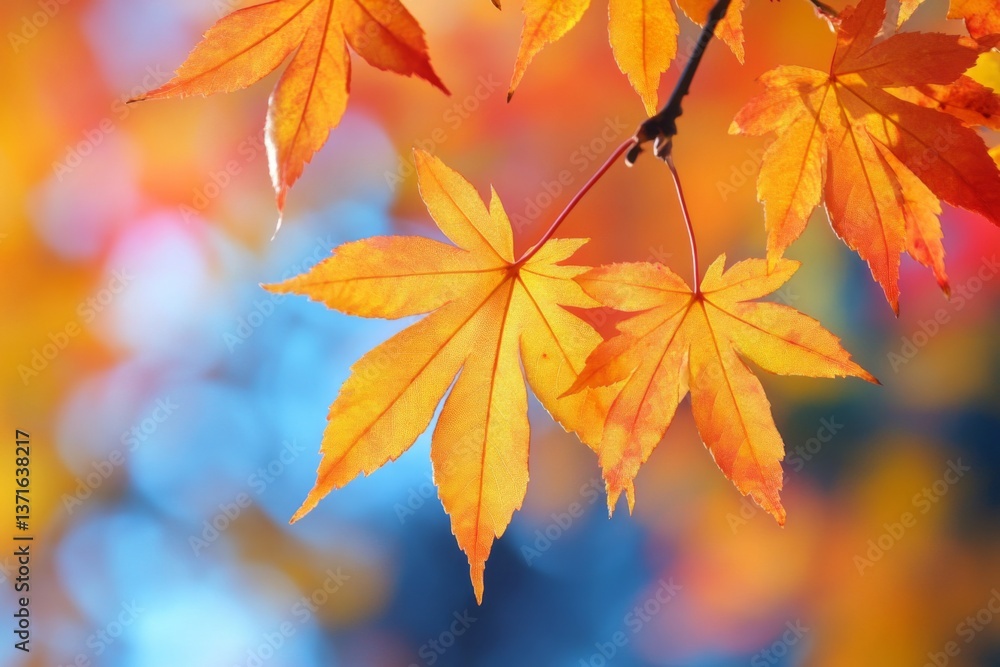 Golden maple leaves hanging on branches with warm sunlight Golden maple leaves hanging on branches with warm sunlight