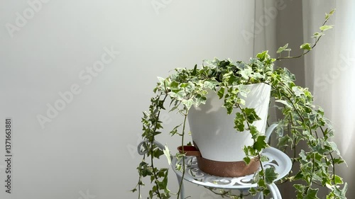 English Ivy variegated or Hedera helix with waterdrop in the white flower pot at bedroom 4k Video