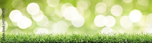 Spring green grass, bokeh background. Nature banner