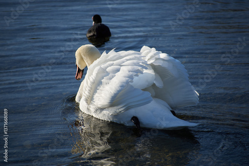 white swan on the lake with a duck on the background