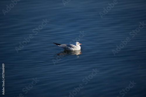 seagull on the water