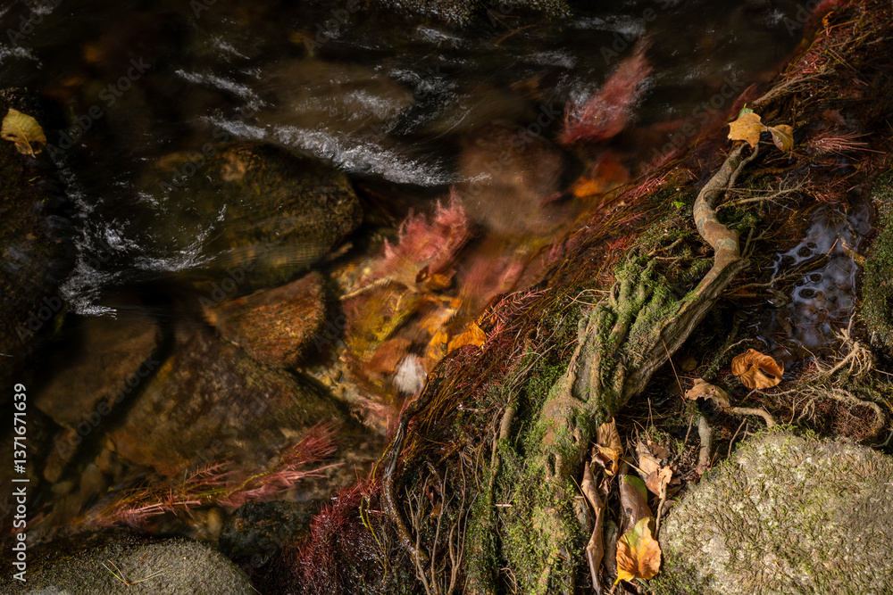 Water Rushes Over Red Mossy Plants Along The Edge of Cataloochee Creek