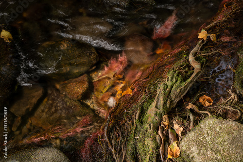 Obraz na płótnie Water Rushes Over Red Mossy Plants Along The Edge of Cataloochee Creek w salonie