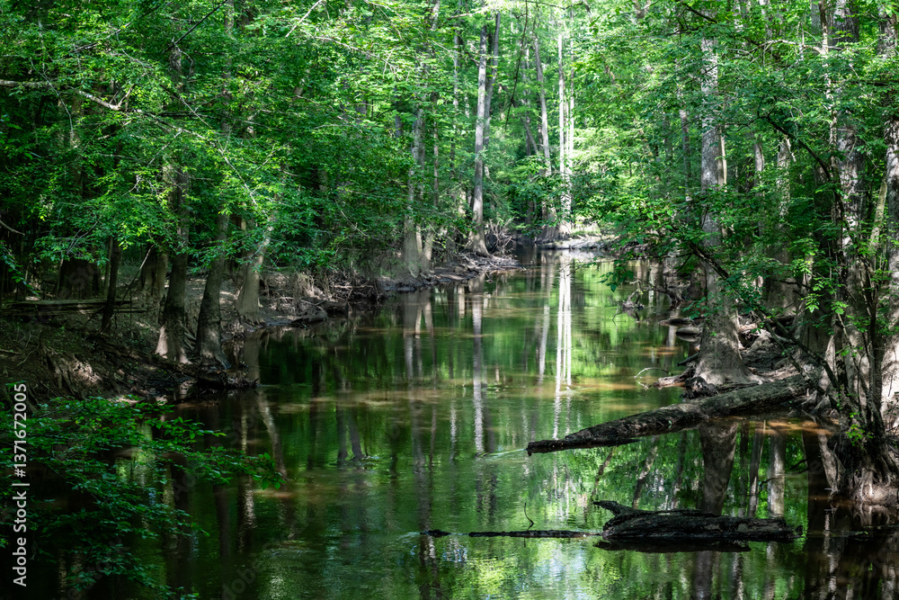 Waters of Cedar Creek Cut through Cypress Trees