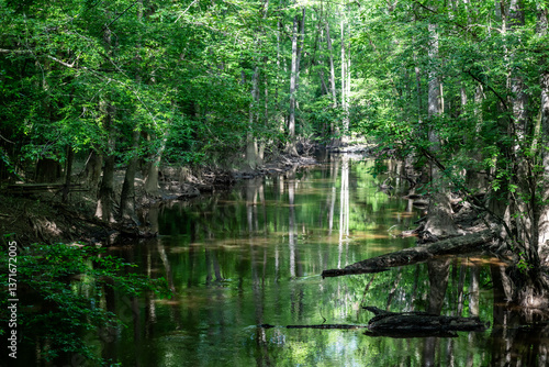 Waters of Cedar Creek Cut through Cypress Trees