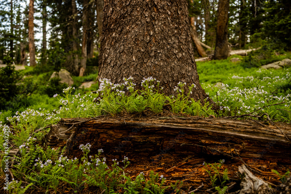 Wild Flowers Surround Tree Trunk In Rocky Mountain