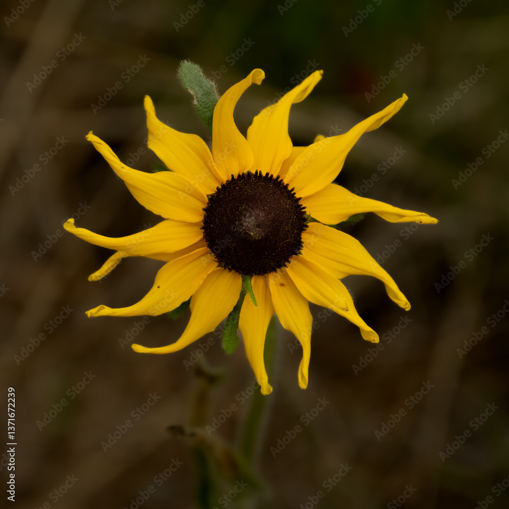 Wilting Petals On Sun Flower Make A Sun Like Shape