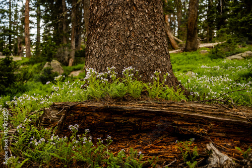 Obraz na płótnie Wild Flowers Surround Tree Trunk In Rocky Mountain w salonie