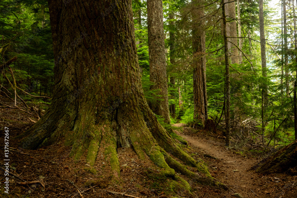 Wonderland Trail Wraps Around The Exposed Roots Of Large Tree