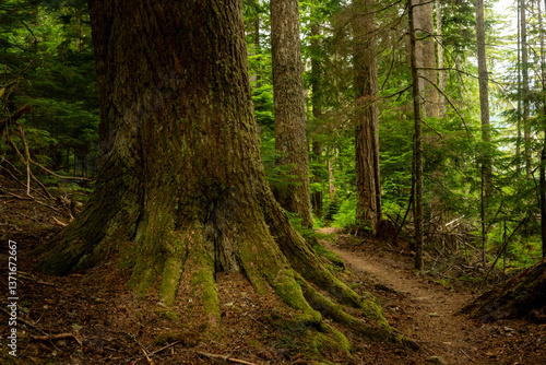 Obraz na płótnie Wonderland Trail Wraps Around The Exposed Roots Of Large Tree w salonie