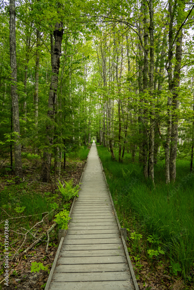 Wooden Planks Across Jesup Path