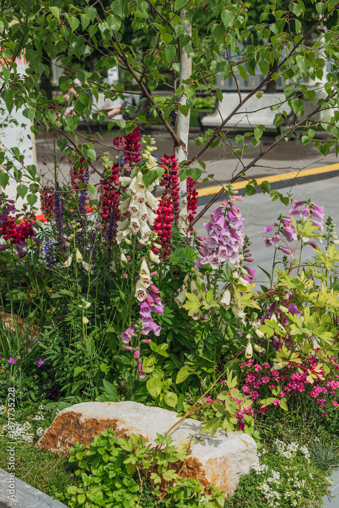 Obraz premium pink and white foxglove and burgundy lupine in a natural garden. flower ideas for a natural garden. landscape design.