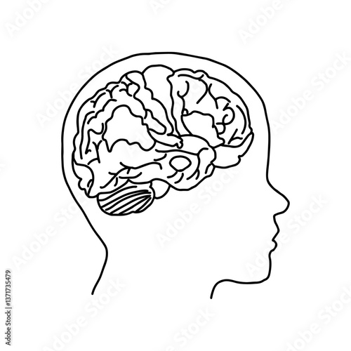 human head with brain