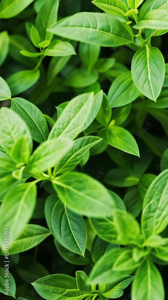 Fresh green leaves emerging in a thriving garden during springtime growth and renewal in natural sunlight Fresh green leaves emerging in a thriving garden during springtime growth and renewal in natural sunlight