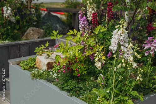 Wallpaper Mural a beautiful combination of foxglove, lupines and young birches on a hill or in the flower garden of a city park. Torontodigital.ca