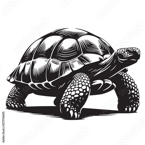 Black Pinta Island Tortoise Silhouette Vector, High Quality Illustration on White Background
