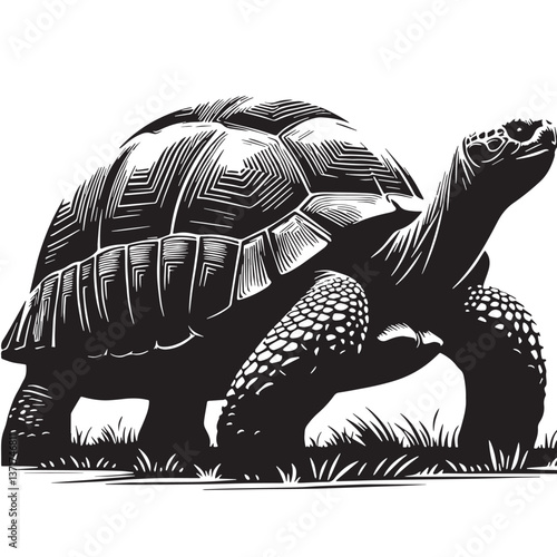 Black Pinta Island Tortoise Silhouette Vector, High Quality Illustration on White Background