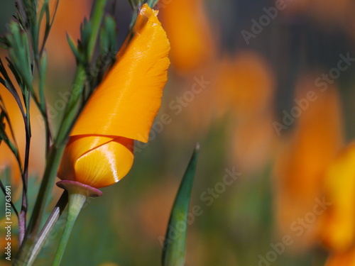 Single orange Flower not blooming