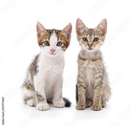 Wallpaper Mural Two small kittens. Torontodigital.ca