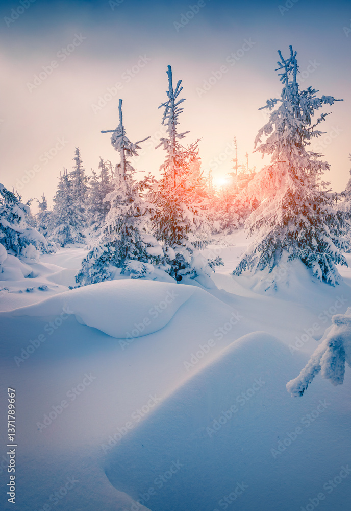 Sunny morning scene in the mountain forest after heavy snowfall