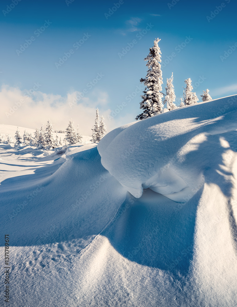 Sunny morning scene in the mountain forest