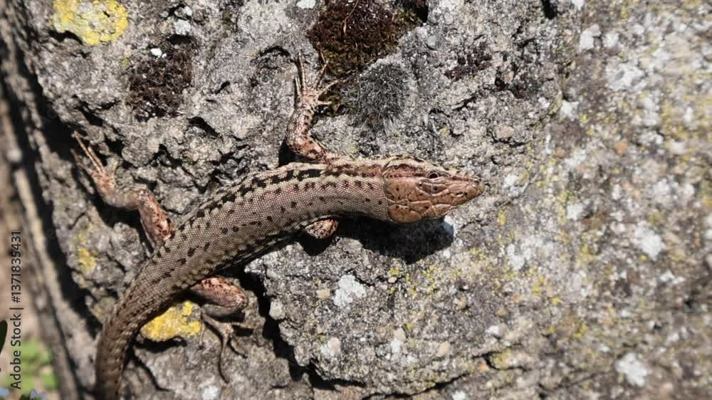 Moment macro : Le lézard des murailles dans toute sa splendeur Moment macro : Le lézard des murailles dans toute sa splendeur
