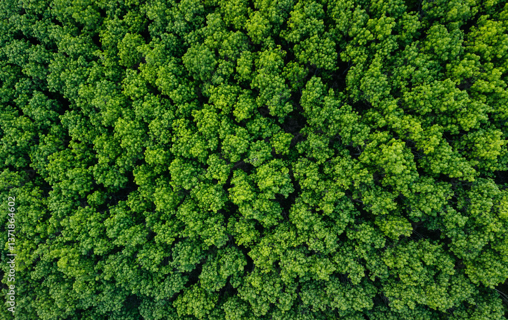 Fototapeta premium Aerial view of green trees of tropical forest. Green environment and carbon reduction.