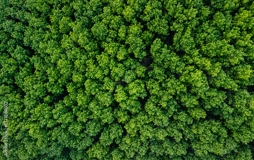 Aerial view of green trees of tropical forest. Green environment and carbon reduction.