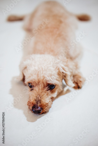A brown poodle with a sad face was lying face down on the white floor.