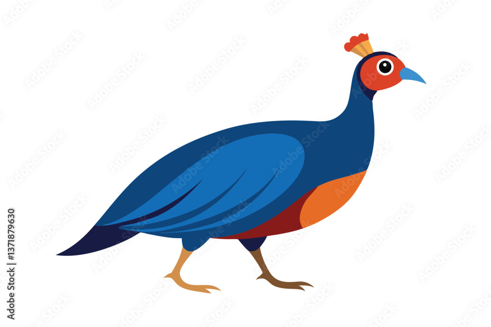 Fototapeta premium peacock isolated on white background