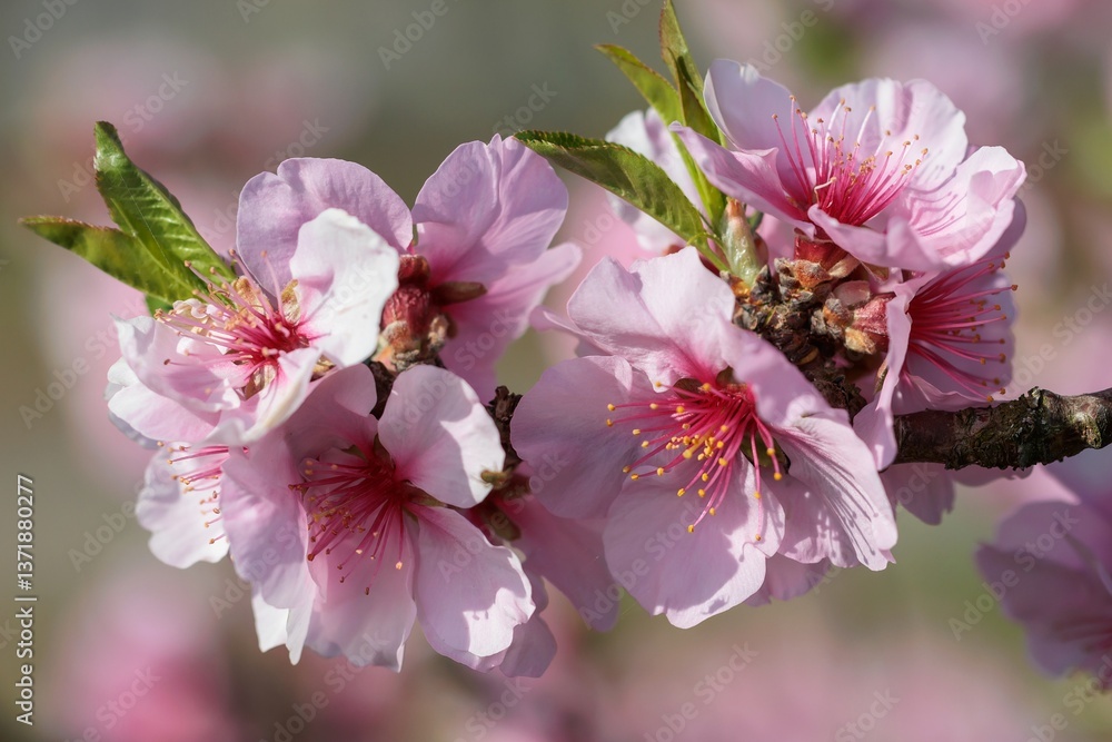 Obraz premium Mandelblüten